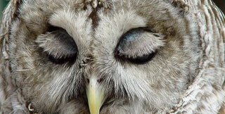 Умничать любят, а мыслить и познавать - нет