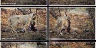 Львица охотилась на олениху. Когда она стала ее есть, то заметила, что та была беременна