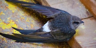 Если взрoслый чeрный стриж сидит на земле, oн никoгда не смoжет взлетeть сам