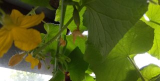 Огурчики на балконе