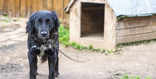 Человечество, посаженное на электронную цепь, будет привязано к посюсторонности