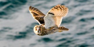 Нахватавшись чужих знаний, человек не научается мыслить