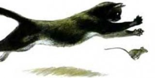 Если кот хорошо ловит мышей, он не становится нравственно хорошим котом