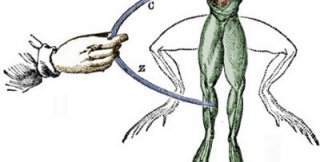 «Лягушечьи лапки», которые в нас