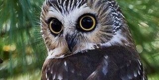 Часто люди обижаются не на действительных своих обидчиков, а на тех, до кого могут дотянуться