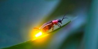 Любого «святлячка» можно вывернуть темной стороной наружу. И что?