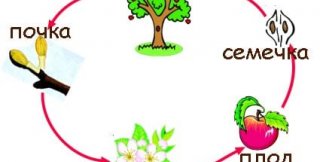 «Анну Каренину» можно, конечно,  упростить до алфавита, но зачем?