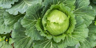 Не бывает капусты безкапустной. А человек бесчеловечным бывает...