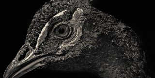 Пусть пасомые не святых батюшек требуют, а сами будут святы