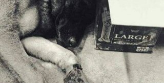 Немецкая овчарка отдыхает после 20-часового поиска выживших среди обломков