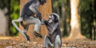 Животные не перерастут уровень ветхого человека