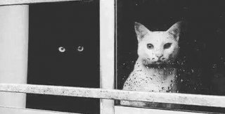 Что плохого в самости кота? Ничего! А что плохо в самости человека?