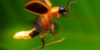 Как светлячкам удаётся мигать в унисон?