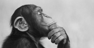 Шимпанзе и люди способны к не мотивированному голодом или стремлению к безопасности — убийству