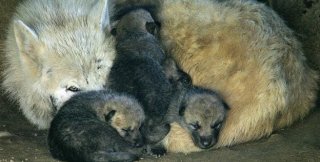 Волчицы становятся замечательными приемными матерями для волчат, не связанных с ними родственными узами
