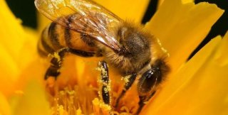 Для получения ложки меда 200 пчел должны собирать нектар в течение целого дня