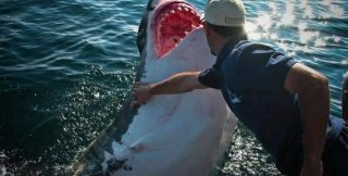 Арнольд Поинтер спас от верной гибели большую белую акулу, завязалась дружба