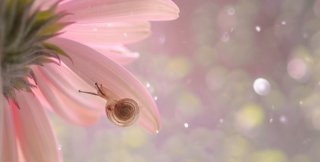 Если в душе совсем нет нежности, она на грани гибели