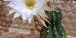 Цветы дружат друг с другом цветением