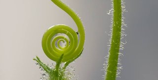 «Про что стихи?»