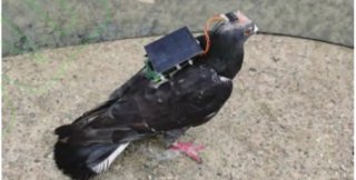 Китайские ученые превратили живого голубя в дрон