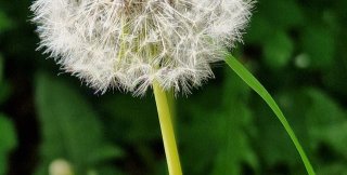 Одуван. Фото: Андрей Ковтун