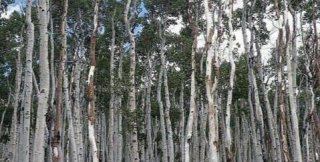 Кандидат на звание «Самый большой живой организм на Земле »