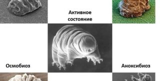 Формы криптобиоза тихоходки