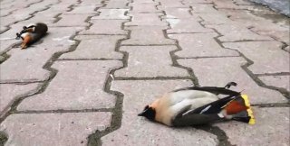 Свиристельи, которые наелись забродивших по весне ягод