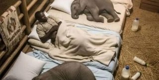 О приюте для слонят