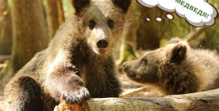 День медведя