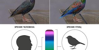 Люди и птицы видят мир по-разному