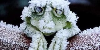 На Аляcкe лeсные лягушки замeрзают на семь мeсяцев в году