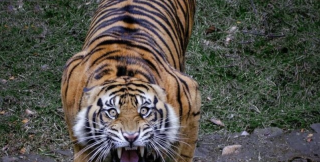 Рык тигра может парализовать животное или человека