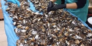 в новогоднюю ночь в воздухе находится примерно в 1000 раз больше птиц, чем в обычные ночи