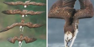 Крылья - как ноги? Логично!