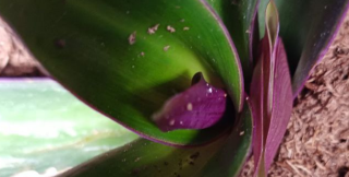 Ладья Моисея продолжает цветение