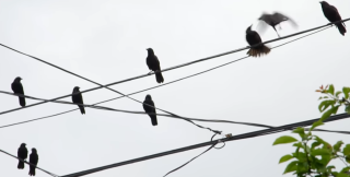 Шведские вороны помогают убирать мелкий мусор с улиц