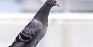 Молодой голубь со связанными лапками