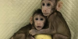Генетики из Китая впервые клонировали обезьяну по методике "овечки Долли"