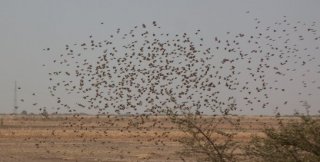Красивая история из жизни воробьев