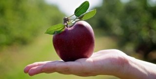 Яблоко делает яблоком его истина