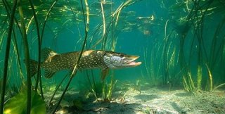 Бедная щука!