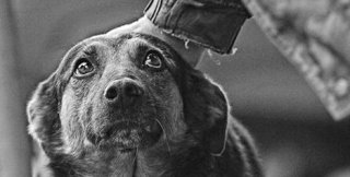 Пёс спас старика, которого хотел погубить сын...