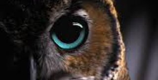 Страсти страстям рознь