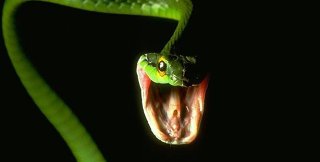 Змея в шоколаде