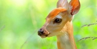 Мы даже не задумываемся сколько живых существ пожертвовали нам свои жизни