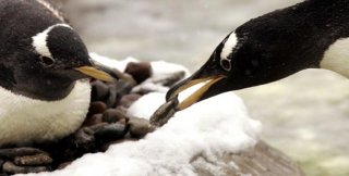 Самцы пингвинов Генту дарят избраннице камешек