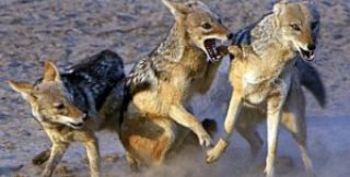 Мир требует, чтобы человек встал на животные рельсы игры в доминантность