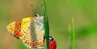 Бог всё управит как надо